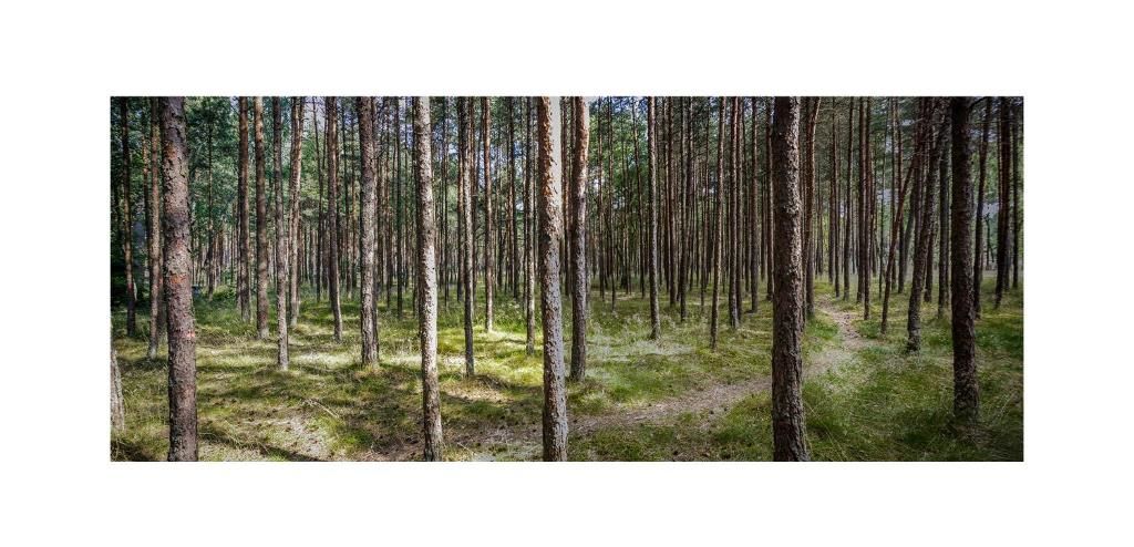 Дома для отпуска Forest Cottage Неринга